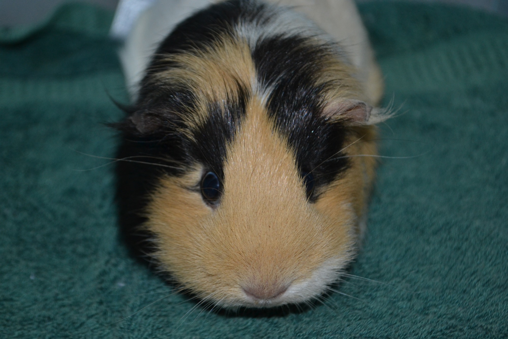 Ginger - Female Short-hair Smooth Hair Guinea Pig in VIC - PetRescue