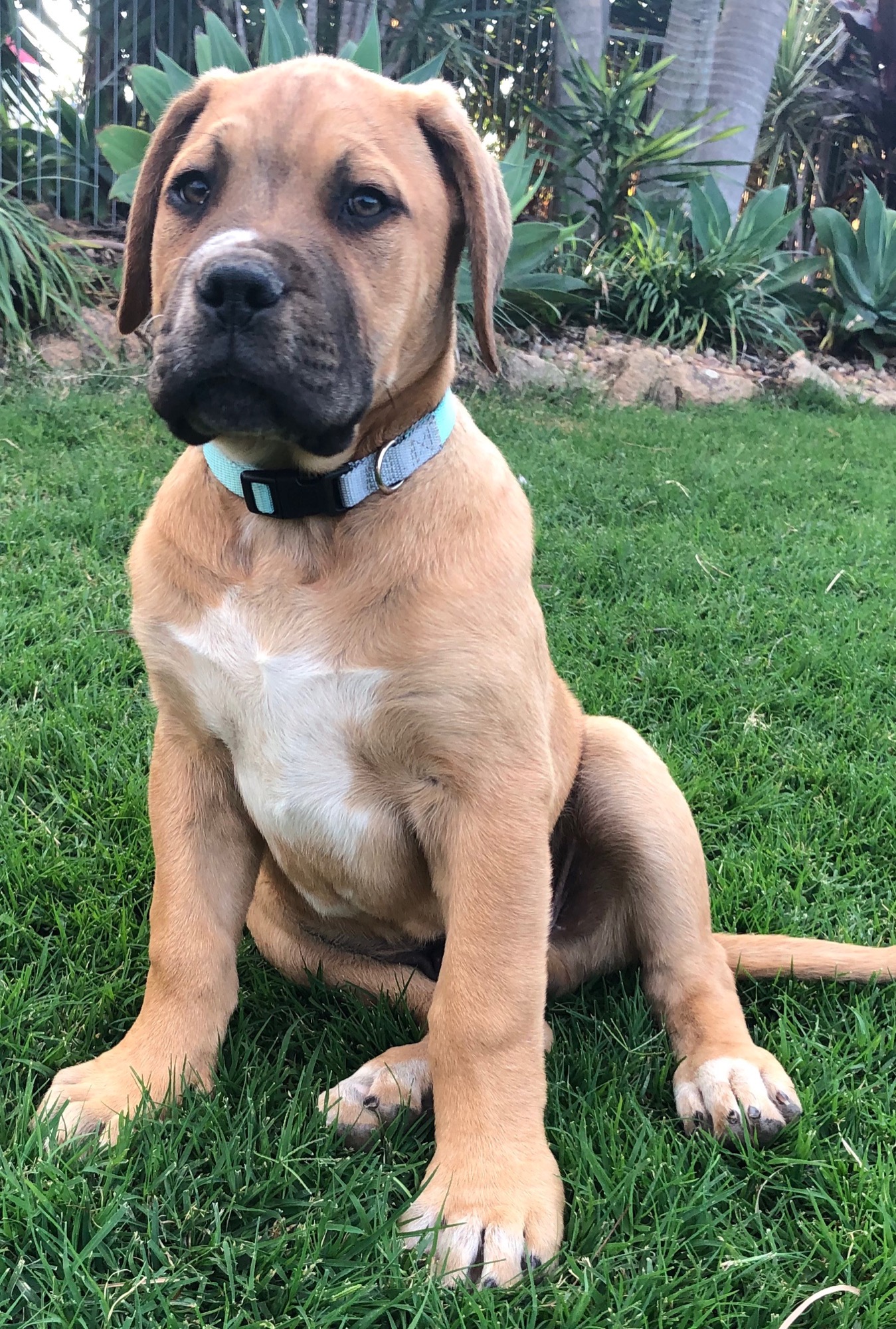 Xavier Large Male Neapolitan Mastiff Mix Dog in QLD PetRescue