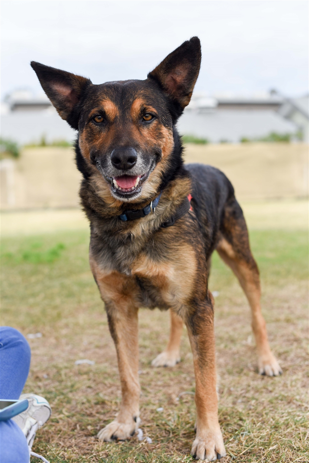 Simbah Medium Male German Shepherd x Kelpie Mix Dog in QLD PetRescue