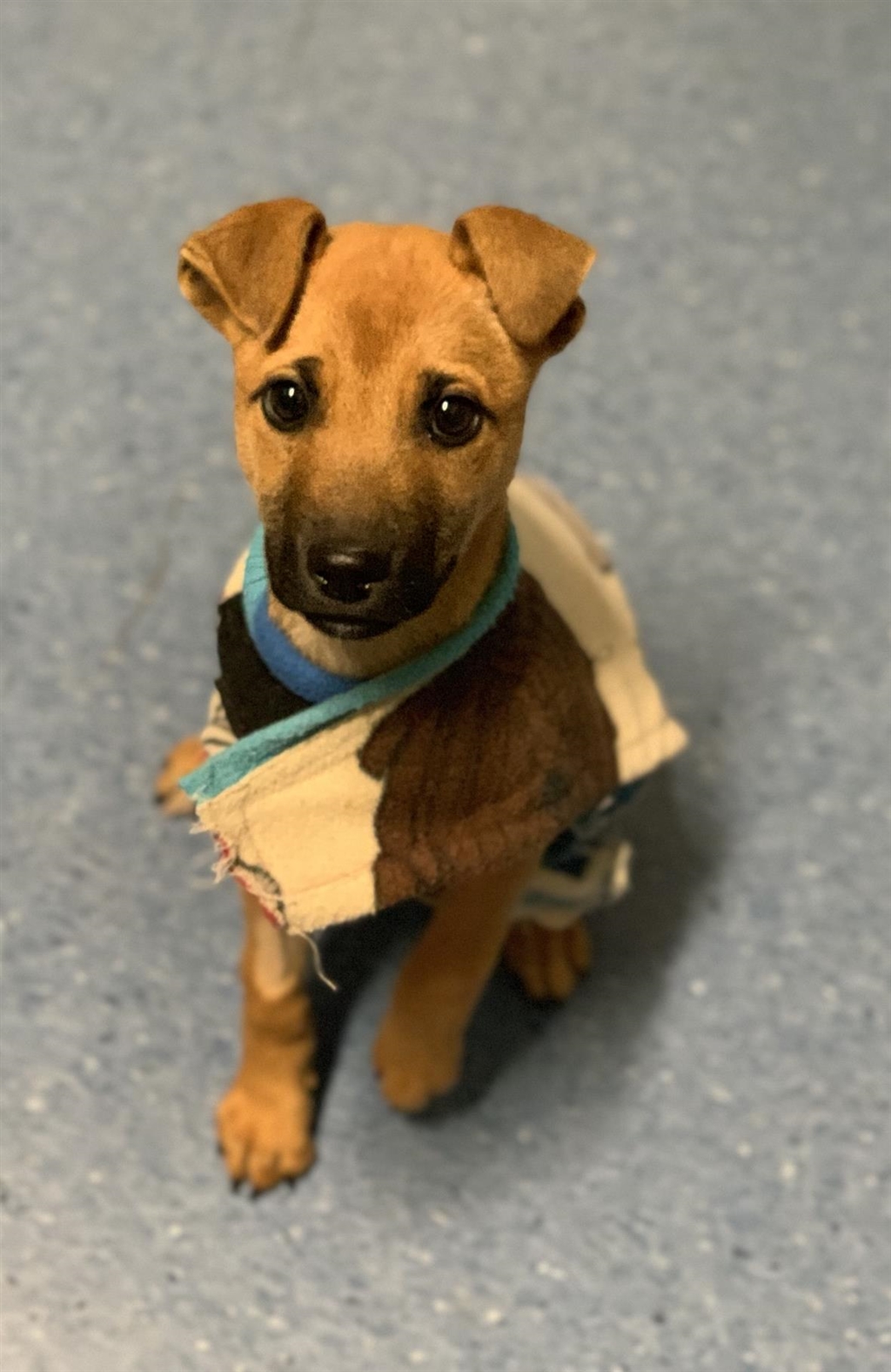 West Highland White Terrier Dog Breed Information