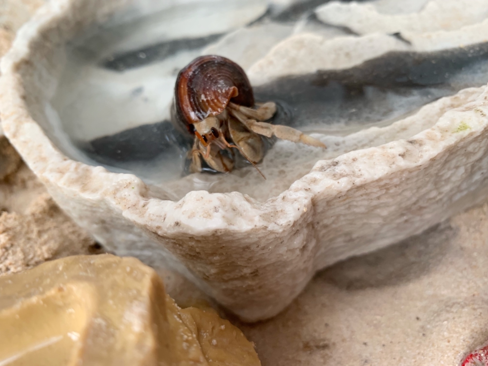 River Female Hermit crab in VIC PetRescue