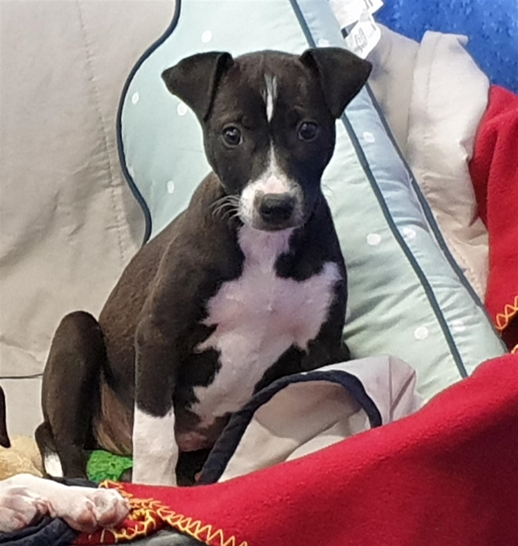 Petra Medium Female Border Collie x American Staffordshire Bull Terrier Mix Dog in QLD PetRescue