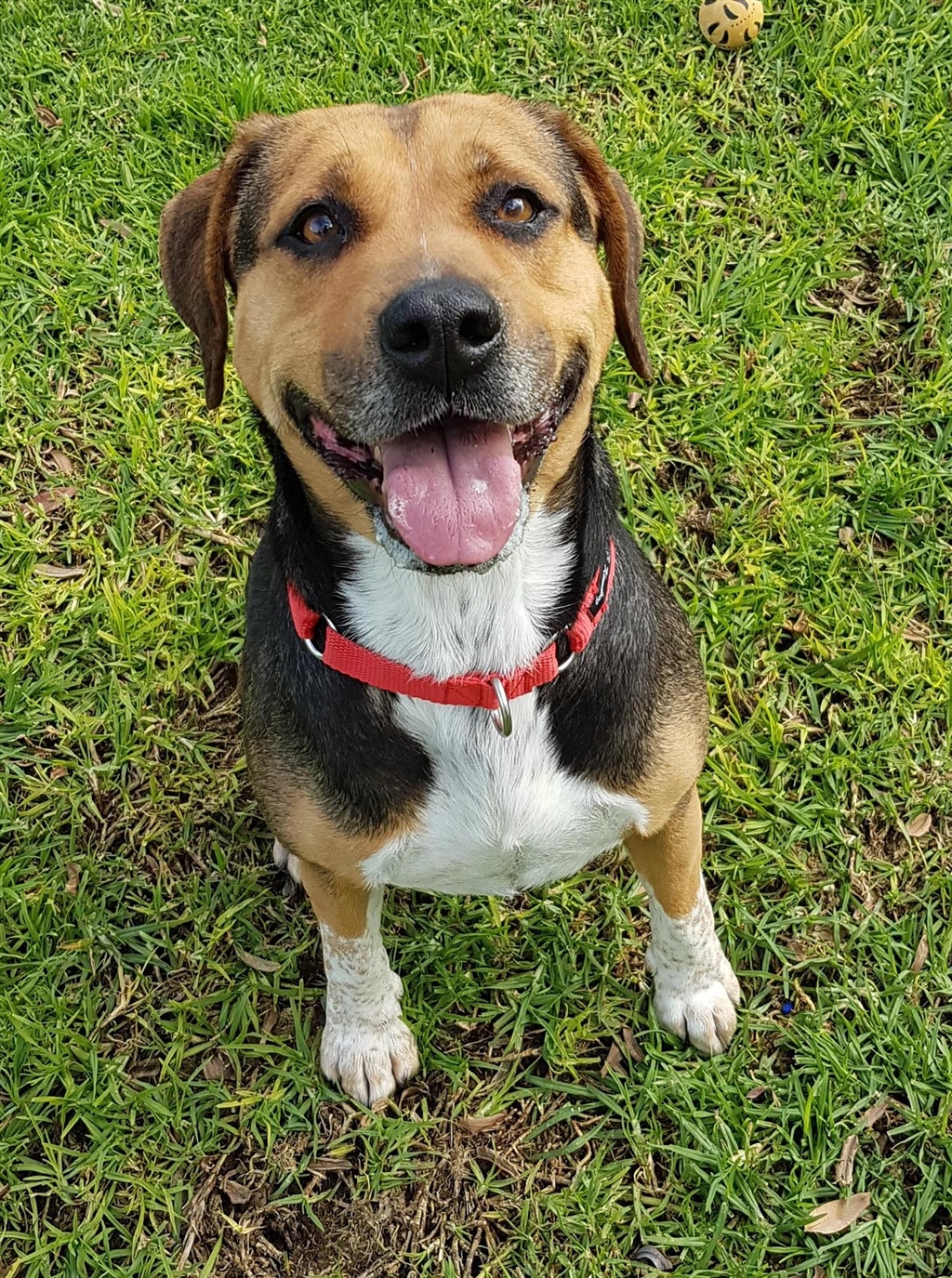 Boots Medium Female Beagle X Staffy Mix Dog In WA PetRescue boots-medium-female-beagle-x-staffy-mix-dog-in-wa-petrescue