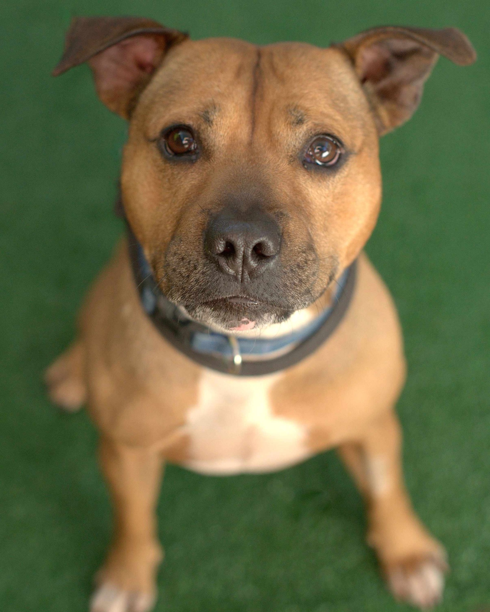 Maxie Large Male American Staffordshire Bull Terrier Dog in NSW PetRescue