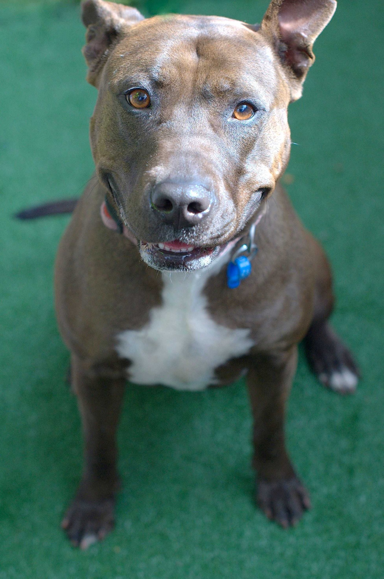 Mocha Large Female Staffordshire Bull Terrier Dog in NSW PetRescue