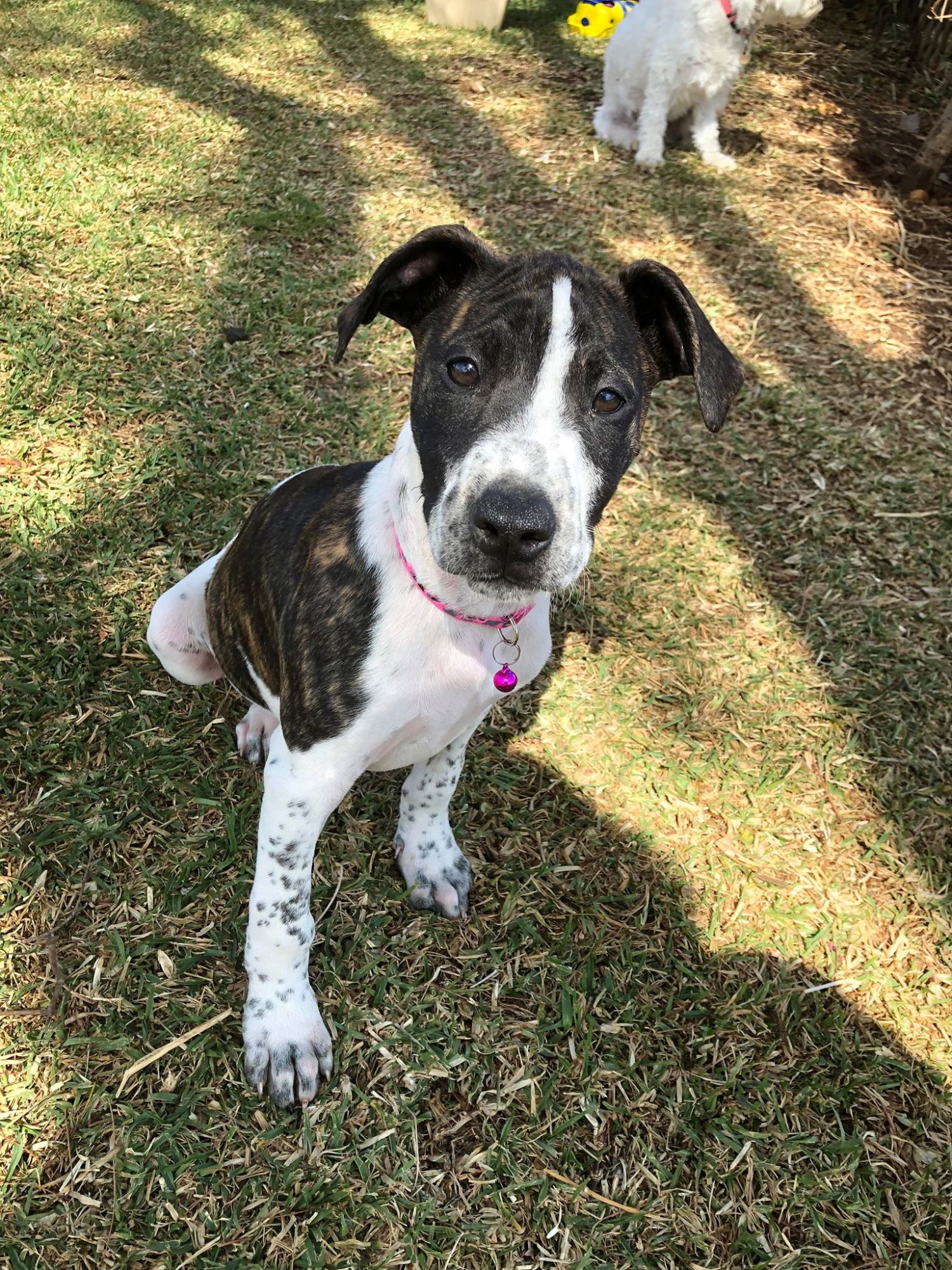 Fran Large Female Pointer x Staffy Mix Dog in QLD PetRescue