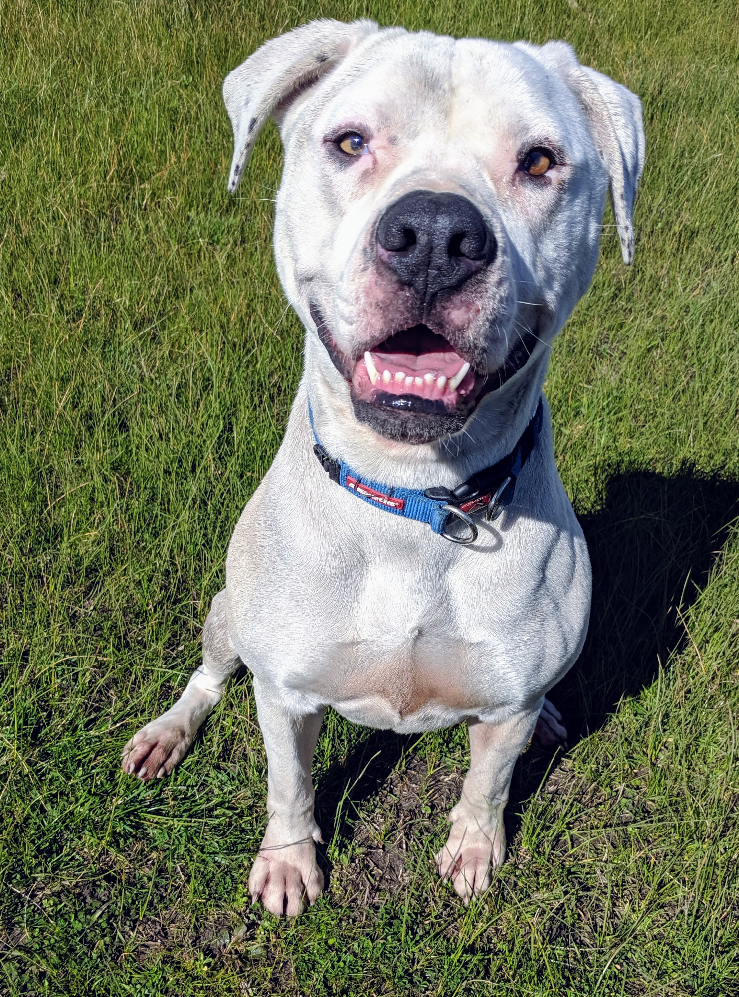 39-american-bulldog-female-names-pic-bleumoonproductions
