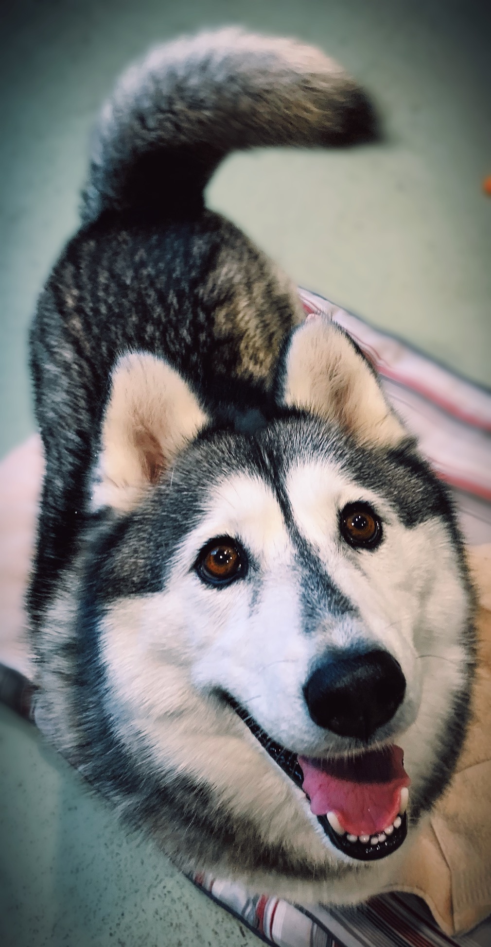 Meeko Medium Female Siberian Husky Dog in VIC PetRescue