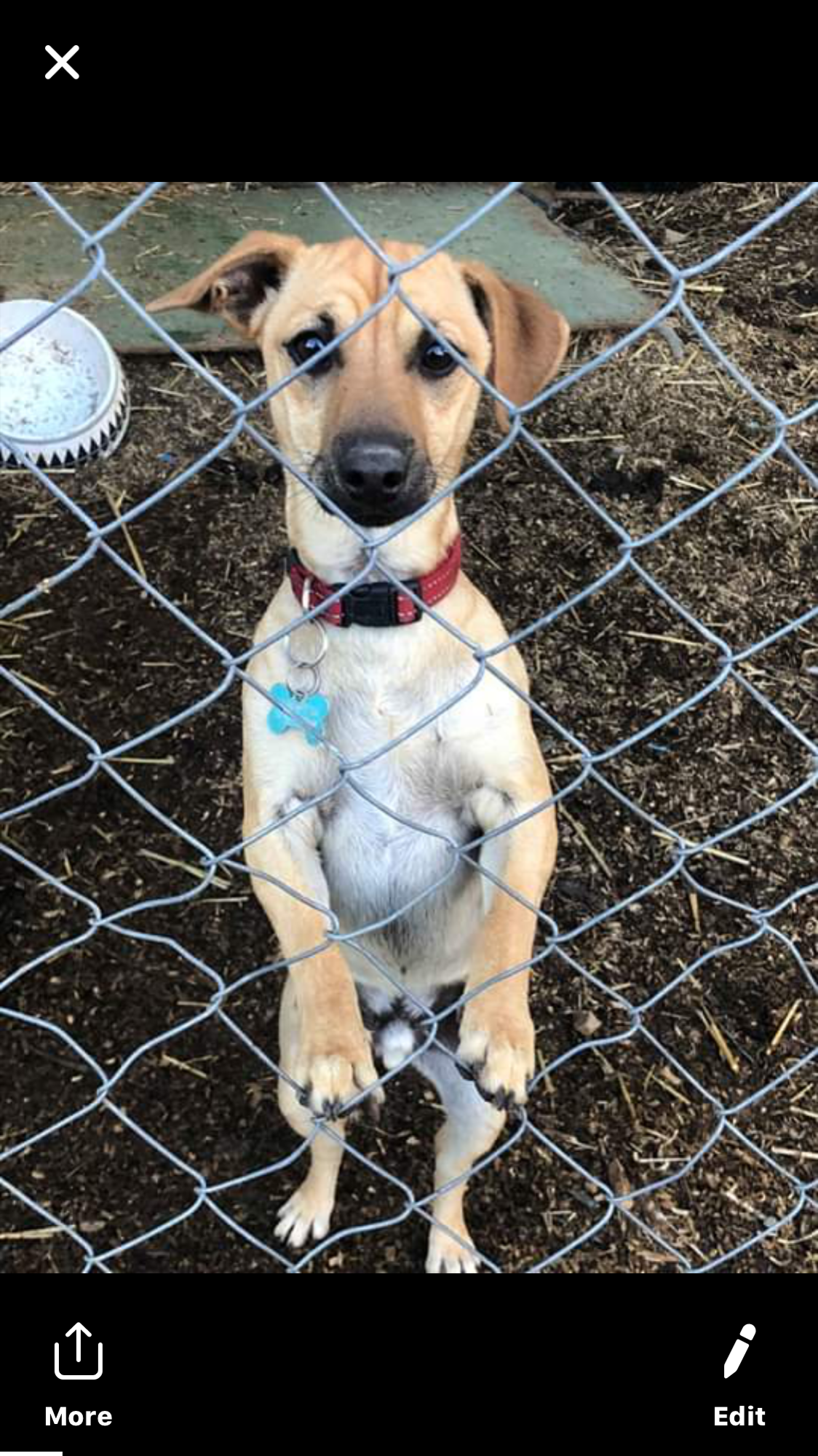 Peanut Small Male Mini Pinscher x Miniature Fox Terrier x Jack Russell Terrier Mix Dog in NSW