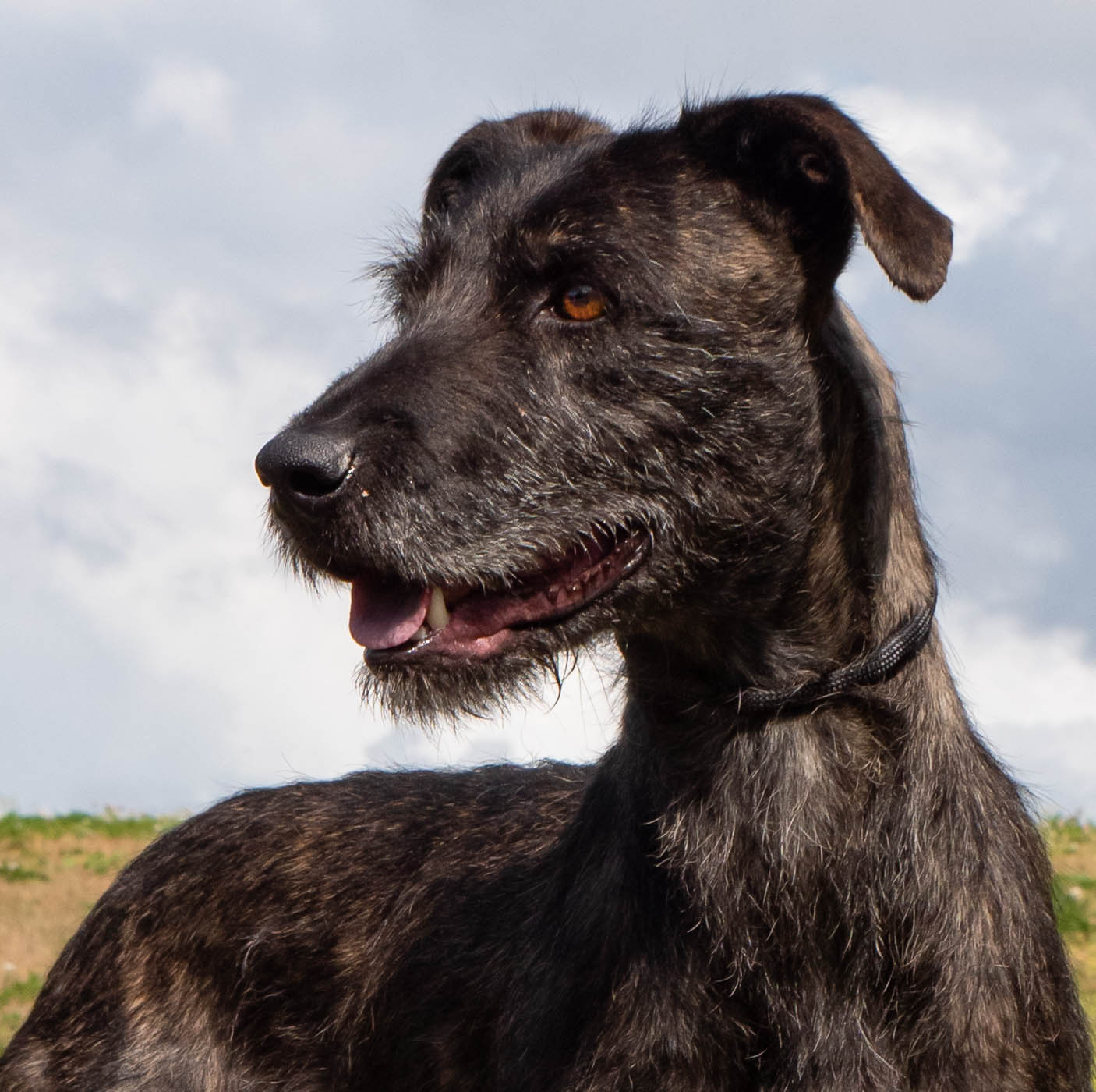 Amelia Large Female Irish Wolfhound Dog in NSW PetRescue