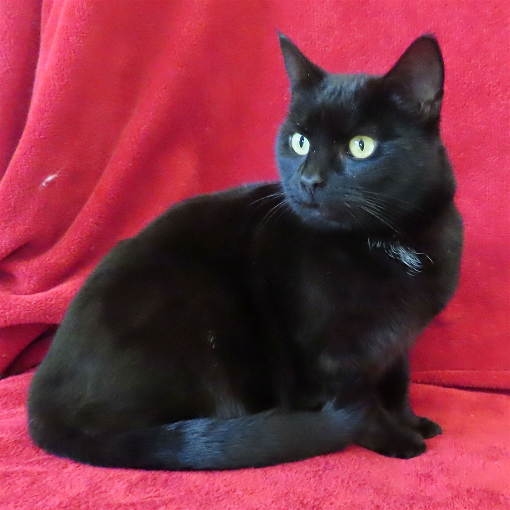 Lulu Female Domestic Short Hair Mix Cat in VIC PetRescue