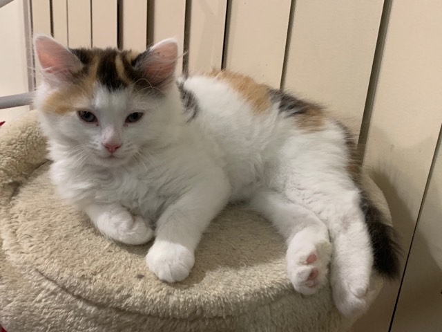 Medium hair calico cat discount