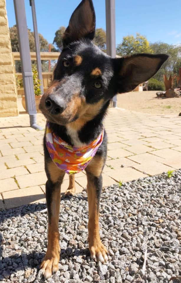 cleo pro dog harness