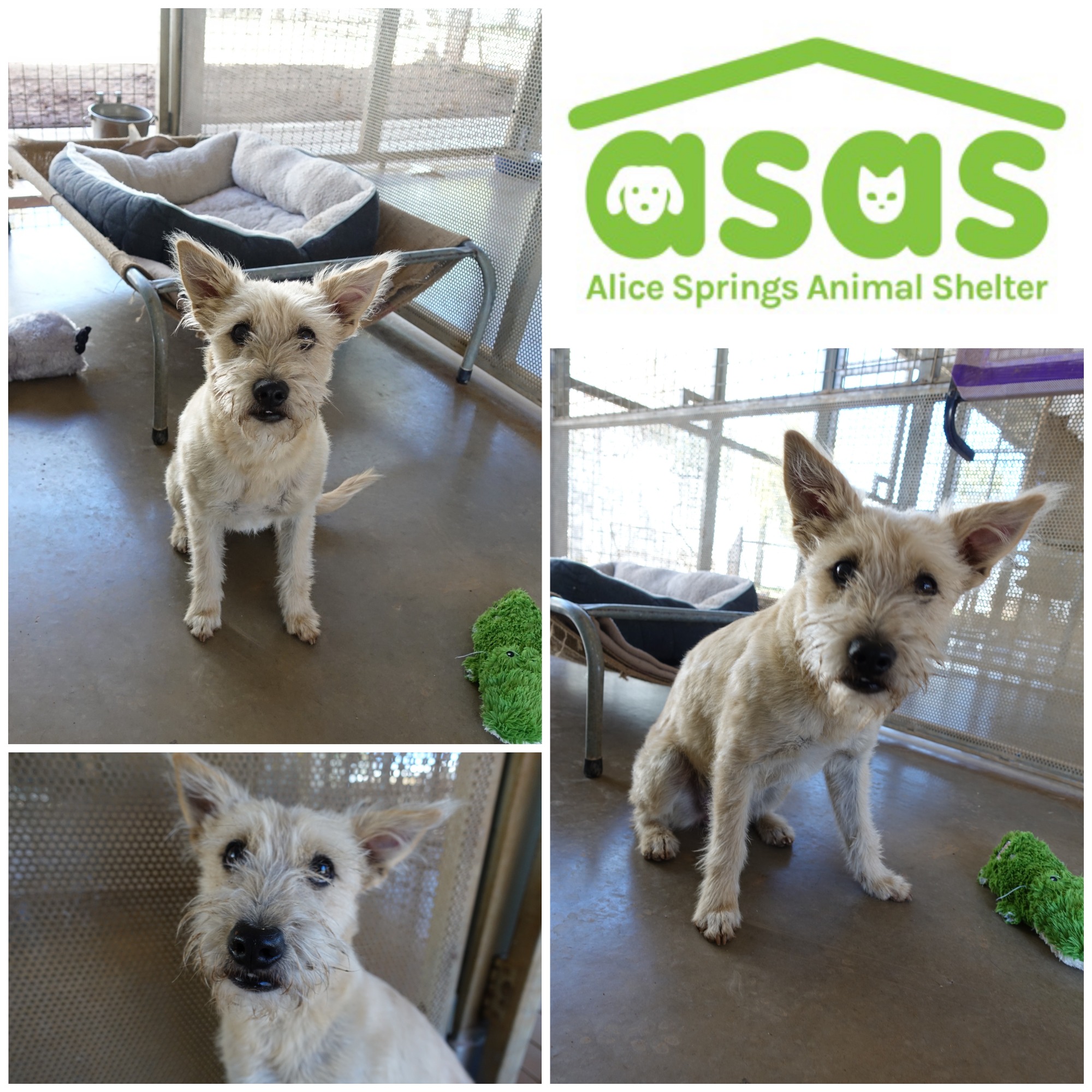 Alice Springs Animal Shelter PetRescue