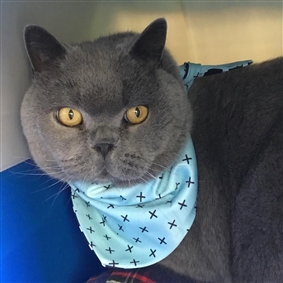 british shorthair kittens central coast