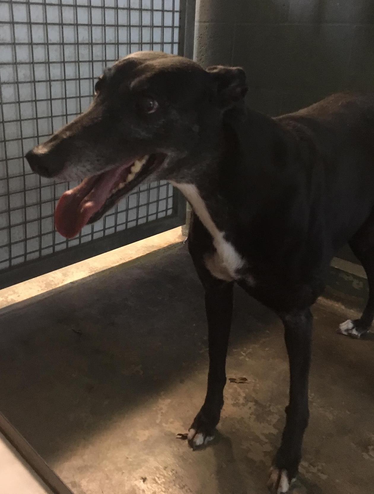 Suzie - 47938 - Medium Female Greyhound Dog in VIC - PetRescue