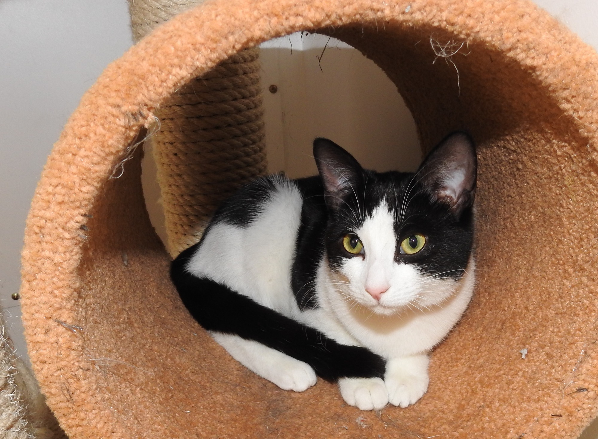 petstock cat enclosure