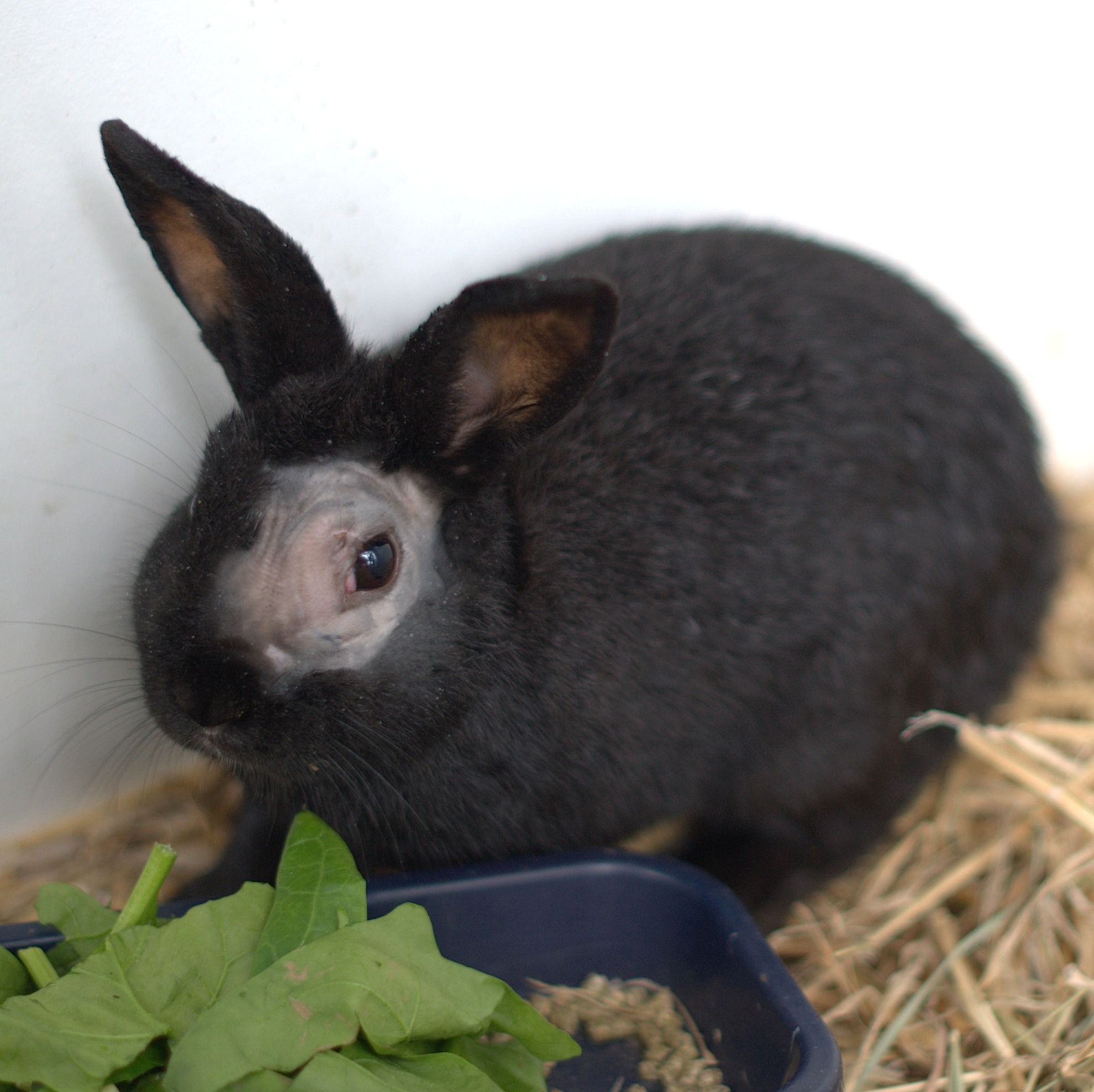 Cabbage Male Rabbit in NSW PetRescue