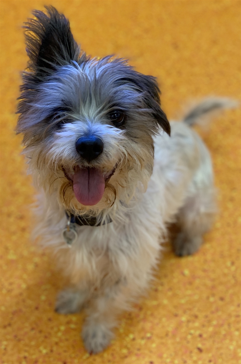 Australian terrier shih sales tzu mix