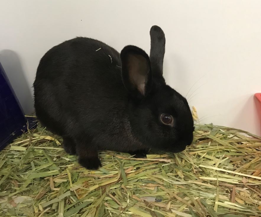 Wilma Female Rex Rabbit in NSW PetRescue