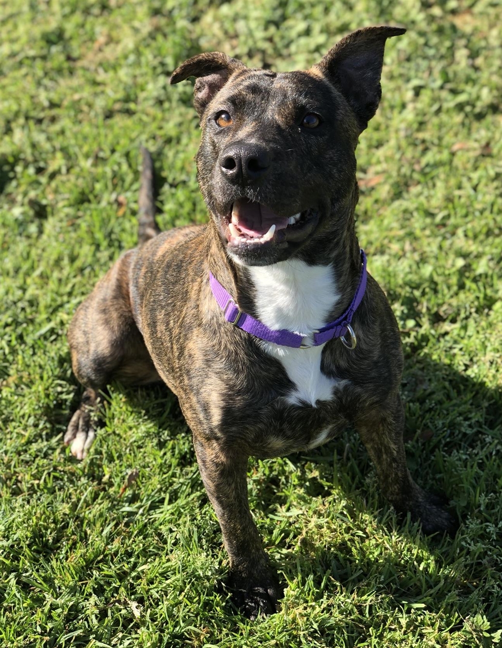 Honey Medium Female Staffy Mix Dog In Wa Petrescue