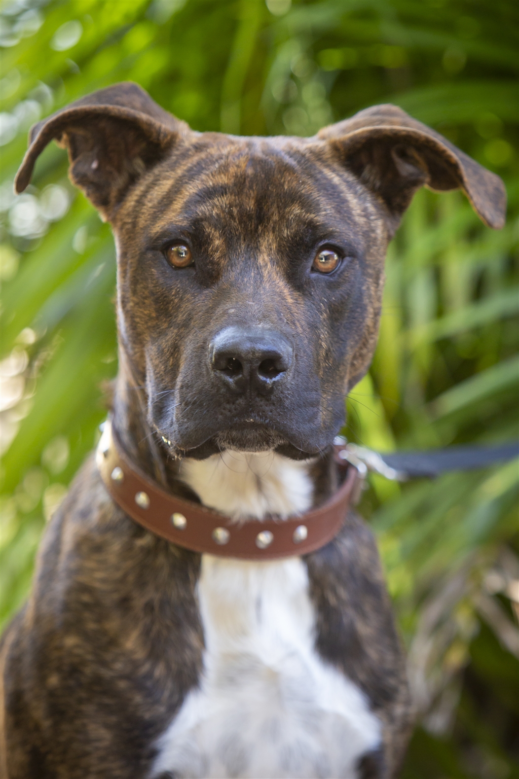 catahoula mastiff mix