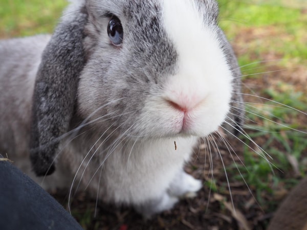 Dumbo - Male Dwarf lop Rabbit in VIC - PetRescue