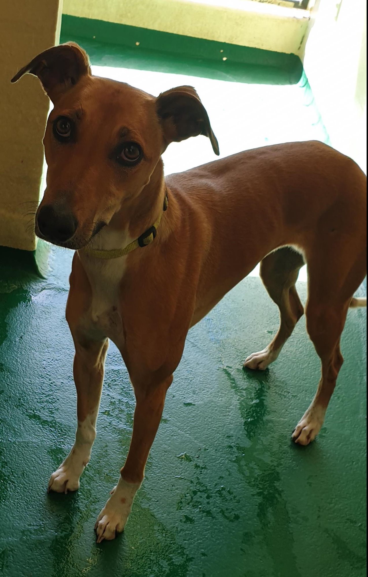 Slinky - 48026 - Medium Female Greyhound x Pointer Mix Dog in VIC ...