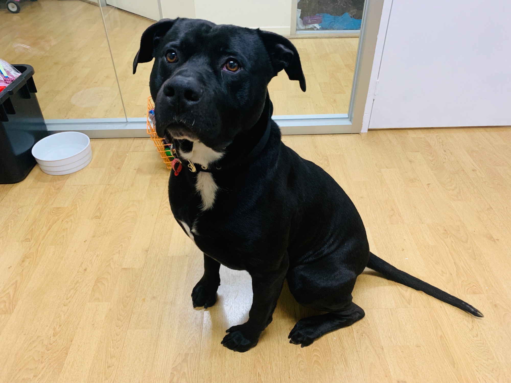 Simba Large Male American Staffordshire Terrier x Labrador Mix Dog in VIC PetRescue