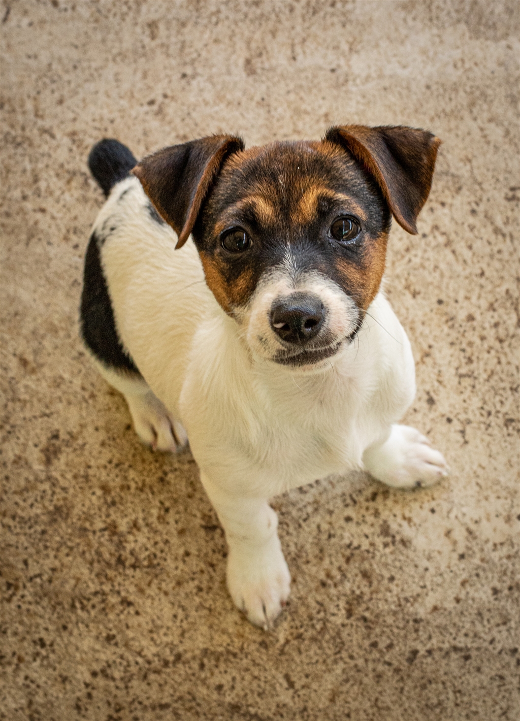 rspca jack russell