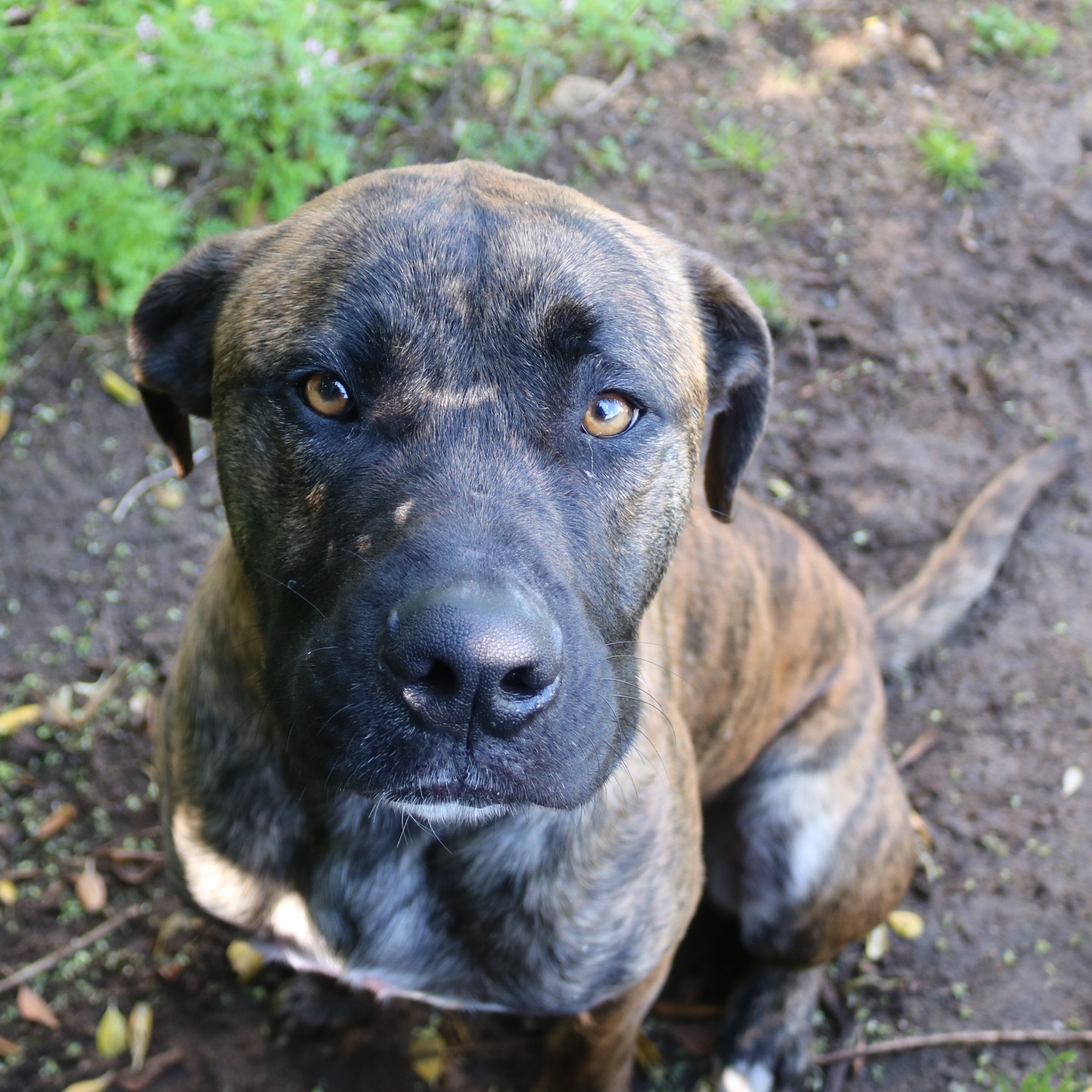 Max 927053 - Large Male Rhodesian Ridgeback x Cross breed Mix Dog in ...