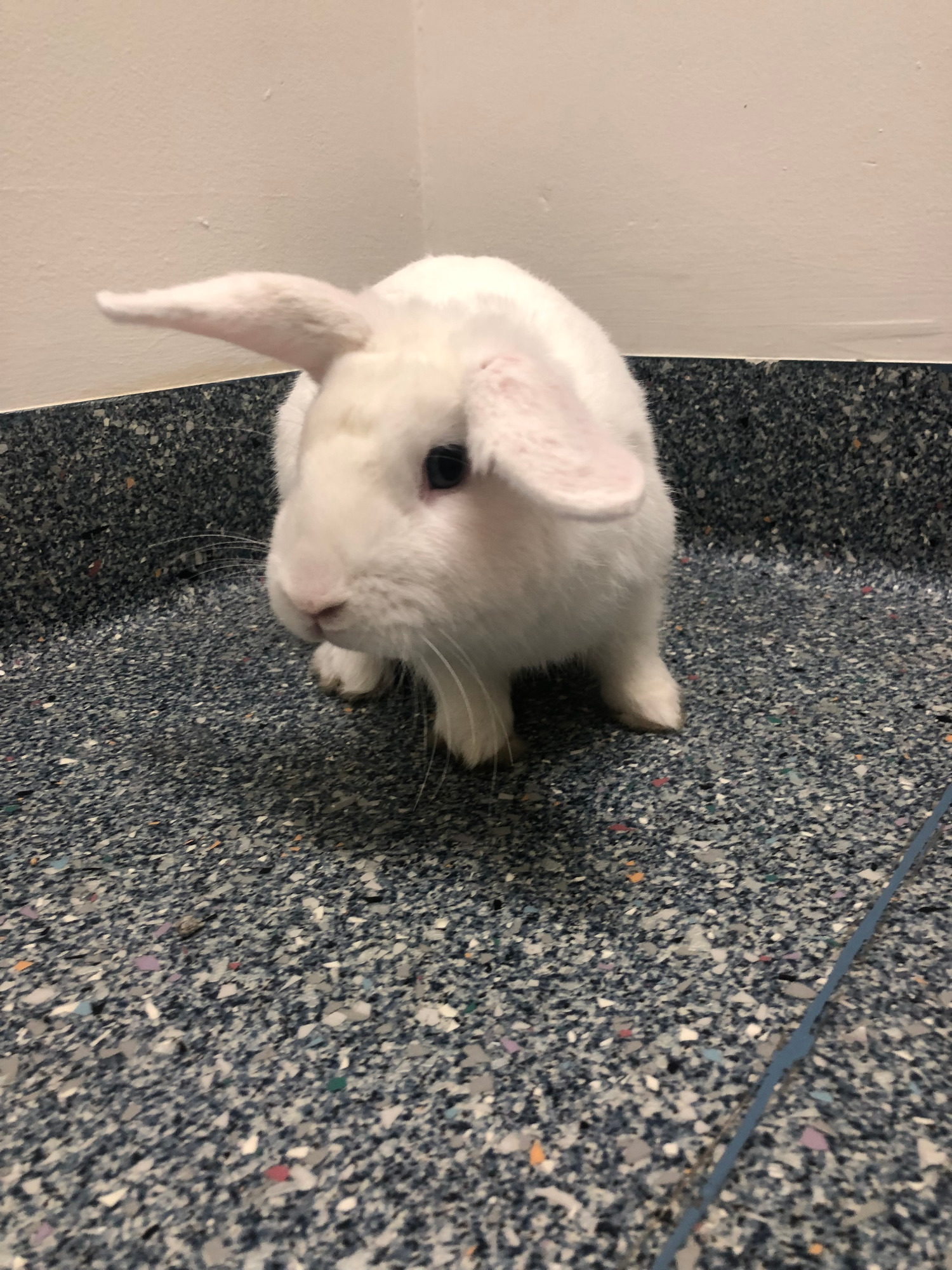 Jon Snow - Male Lop Eared Rabbit in WA - PetRescue
