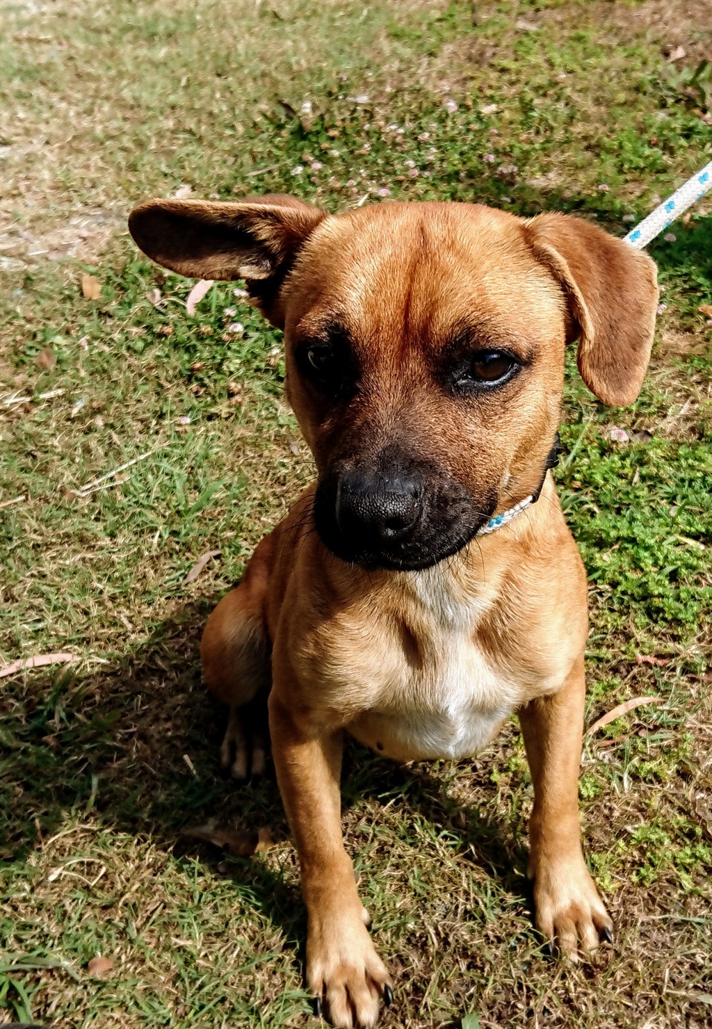 Suzie Medium Female Beagle x German Pinscher Mix Dog in QLD PetRescue