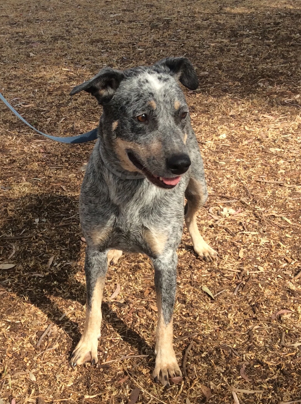 Lucy Medium Female Australian Cattle Dog Mix Dog in QLD PetRescue
