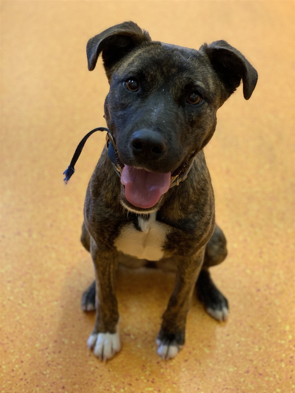 Arabic Ridgeback Rose - Medium Female Bull Arab x Rhodesian Ridgeback Mix Dog in QLD ...