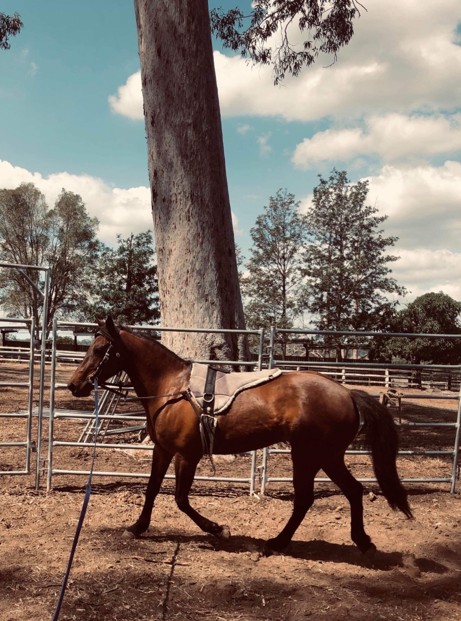 Vixen with horse