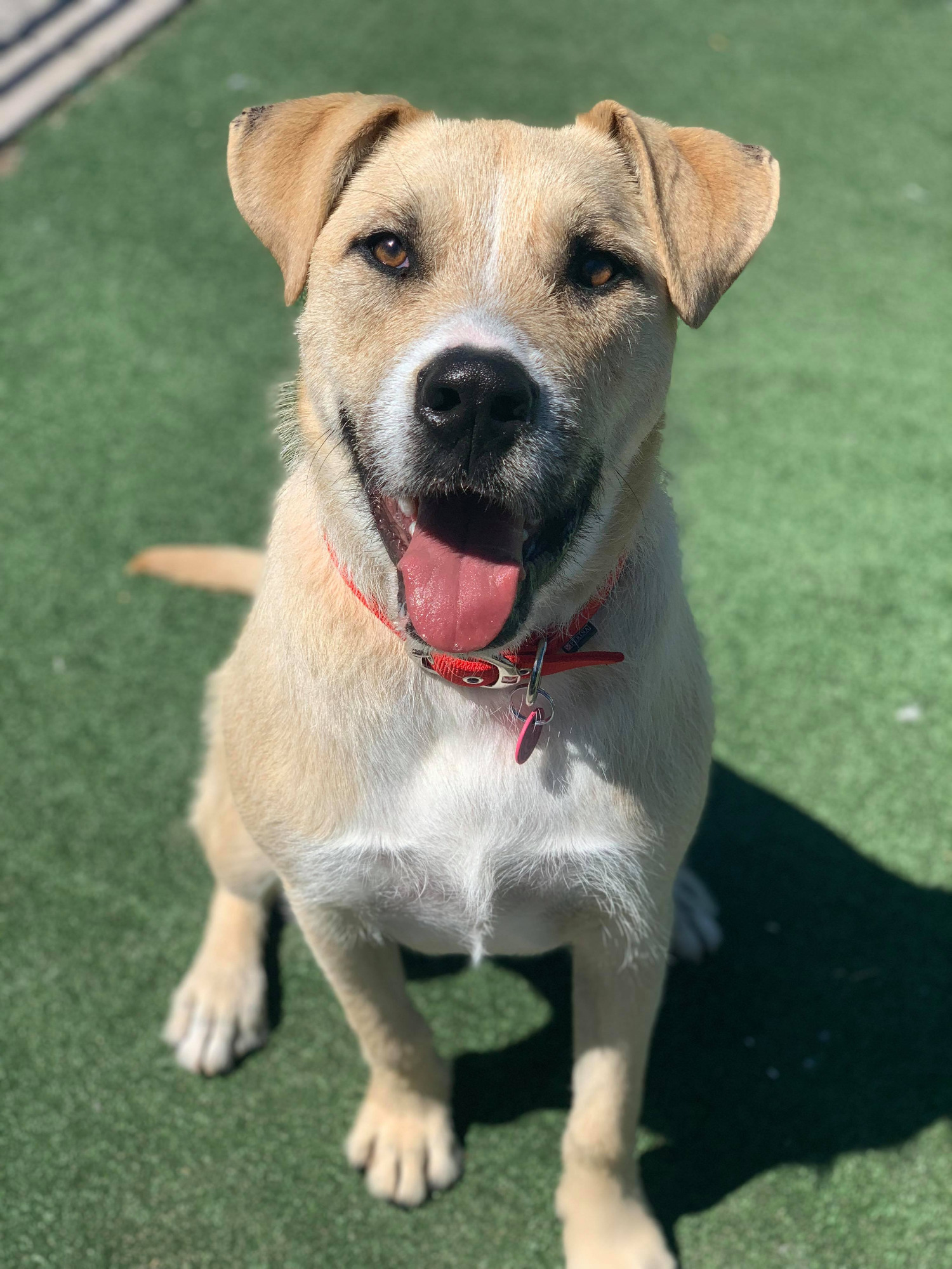 Roscoe Large Male Mixed Breed Dog in NSW PetRescue