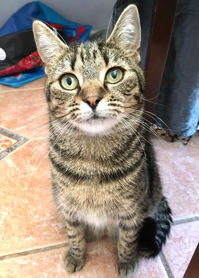 Armadale Community Animal Rescue Group Inc - PetRescue