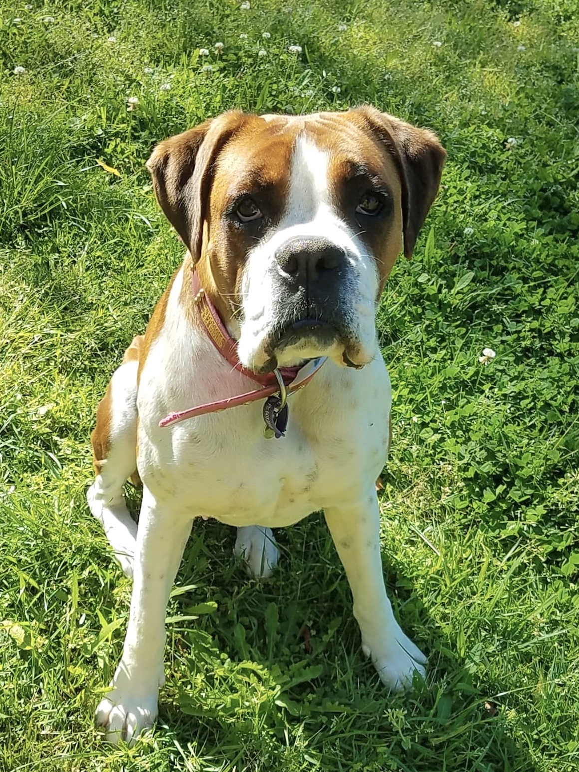 female boxer dog temperament