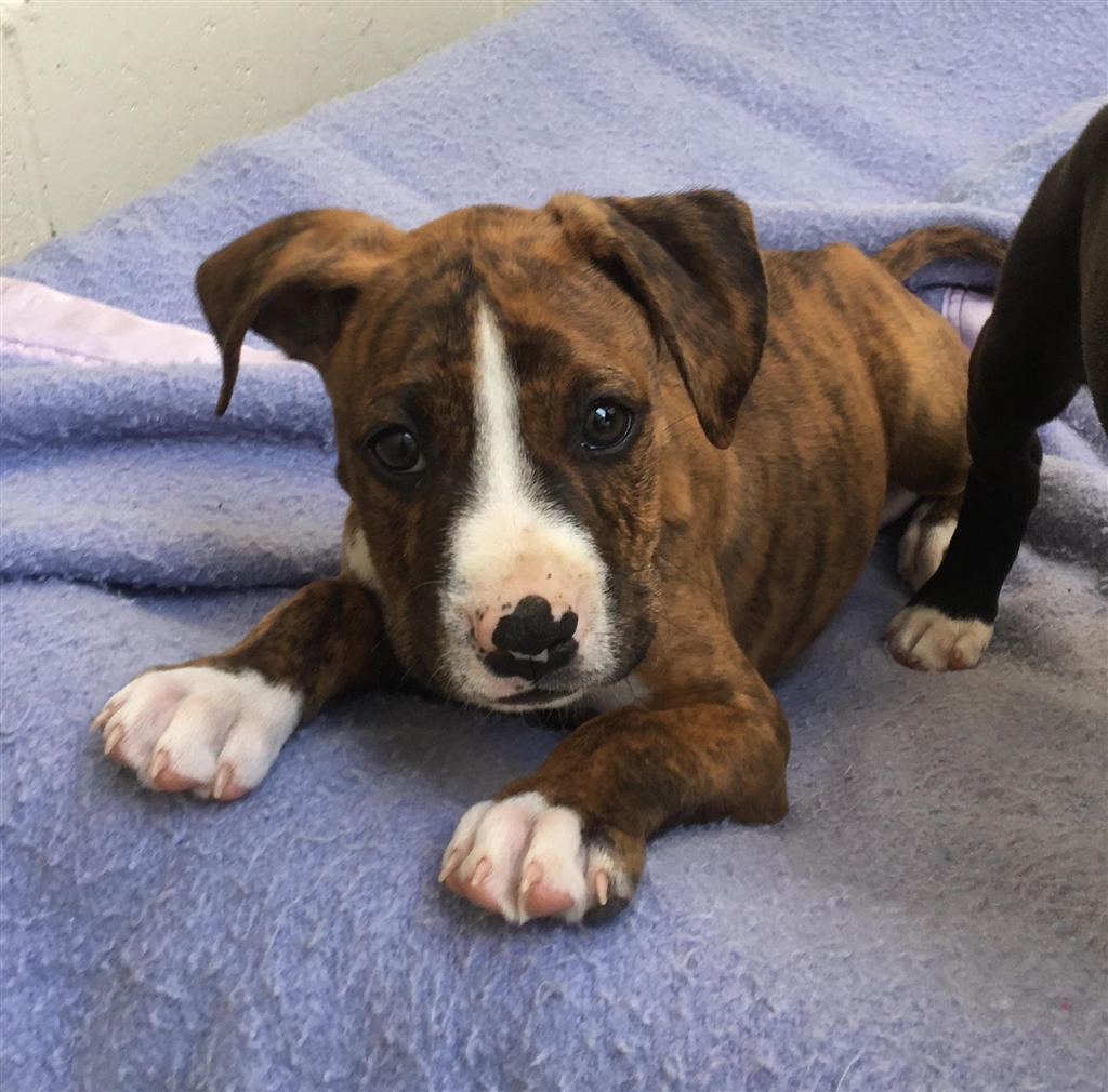 Wombat Medium Male Boxer X American Staffordshire Bull Terrier Mix 