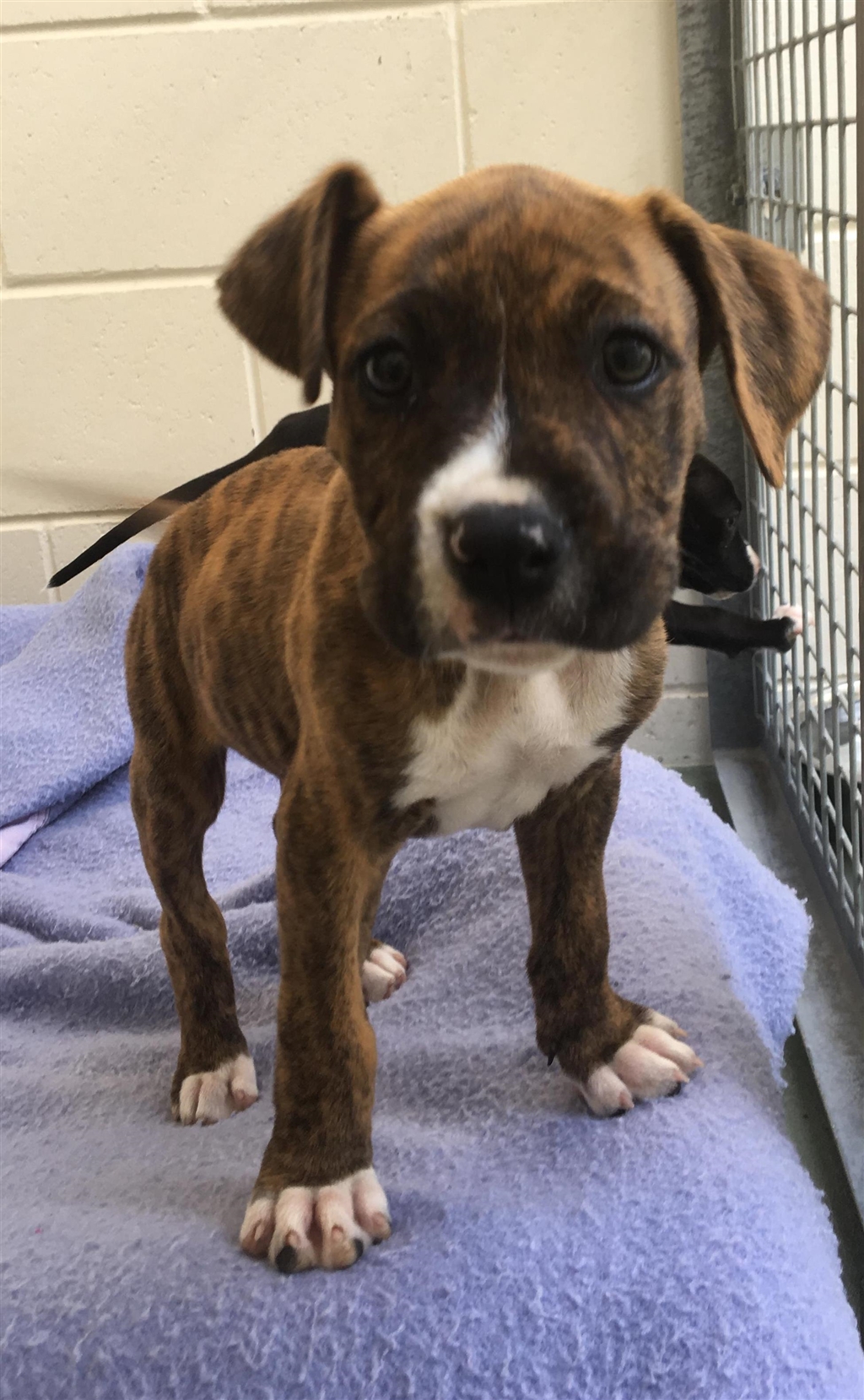 George Medium Male Boxer X American Staffordshire Bull Terrier Mix 