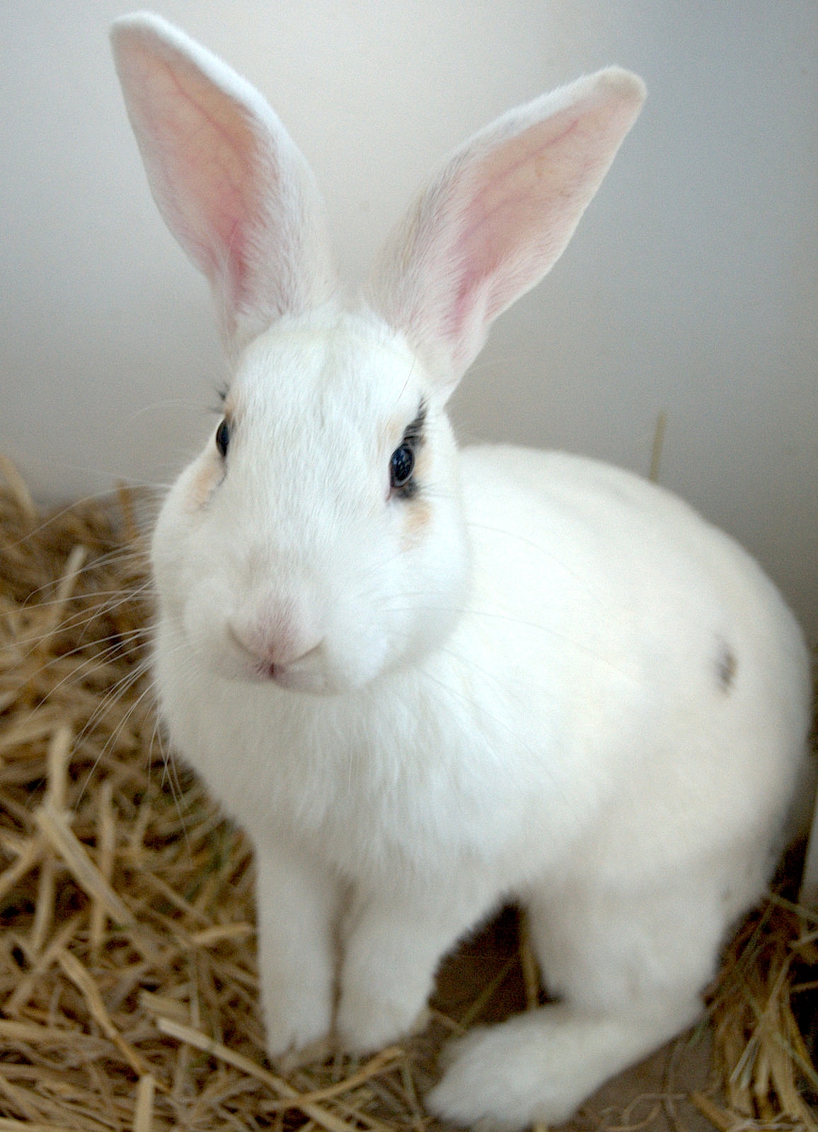 Rupert Female Rabbit in NSW PetRescue