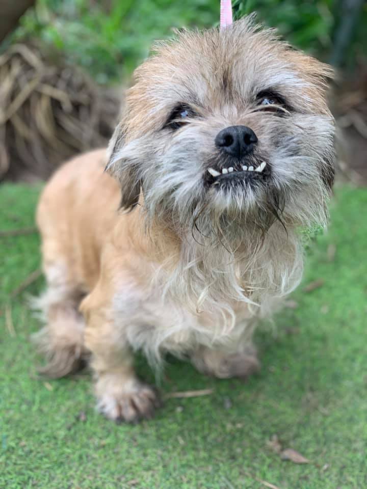 shih tzu flea treatment