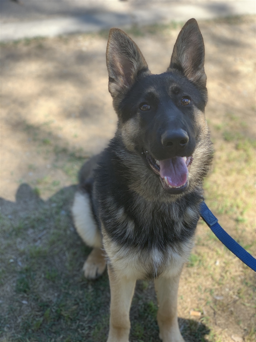 german shepherd puppies for adoption in colorado