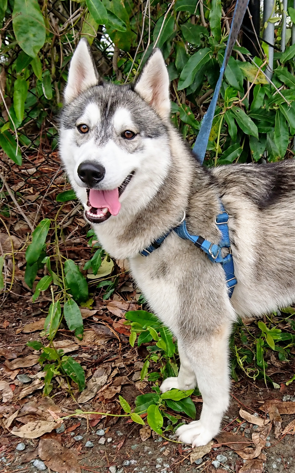 Atlas Large Male Siberian Husky Mix Dog in QLD PetRescue