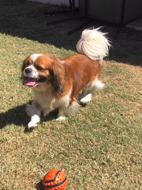 Charlie - Small Male Cavalier King Charles Spaniel x Lhasa Apso Mix Dog QLD - PetRescue