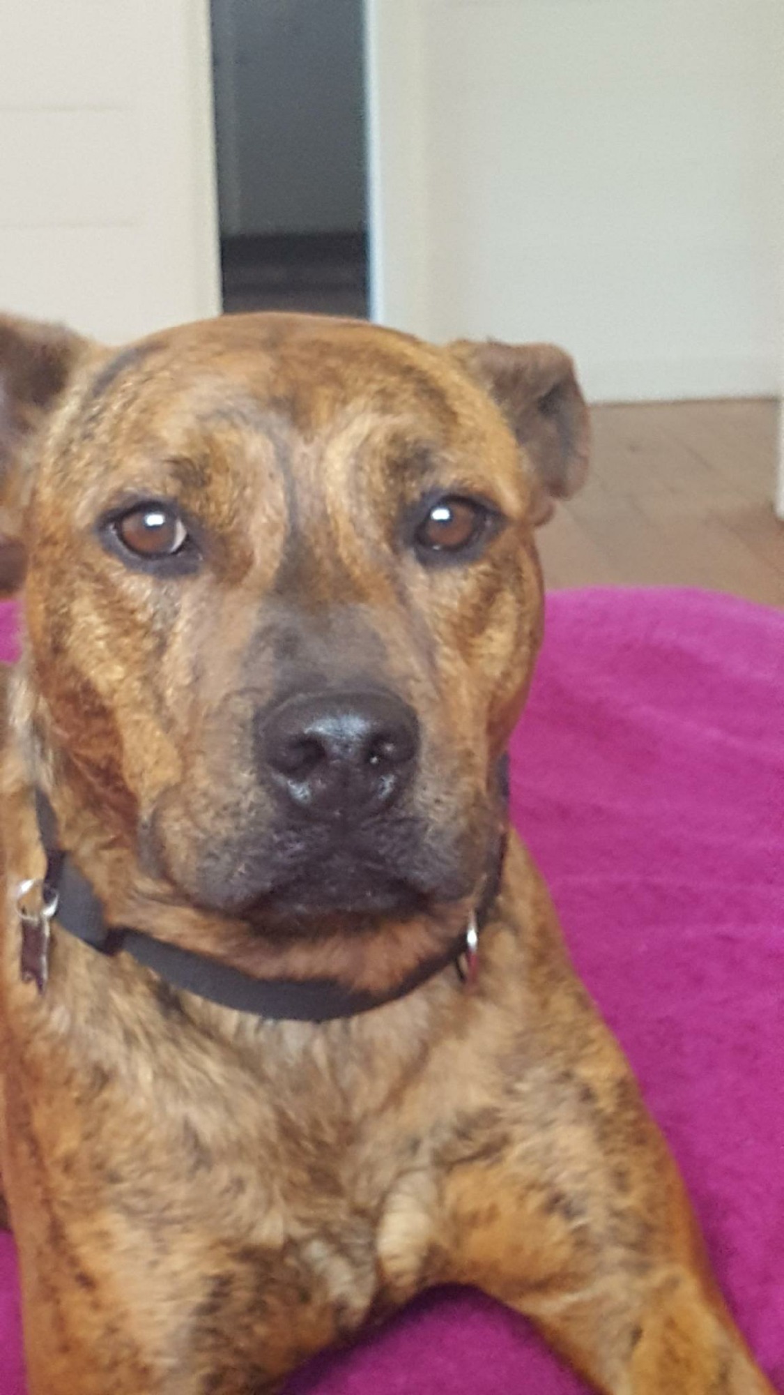 Oz Medium Male Staffy Mix Dog In VIC PetRescue