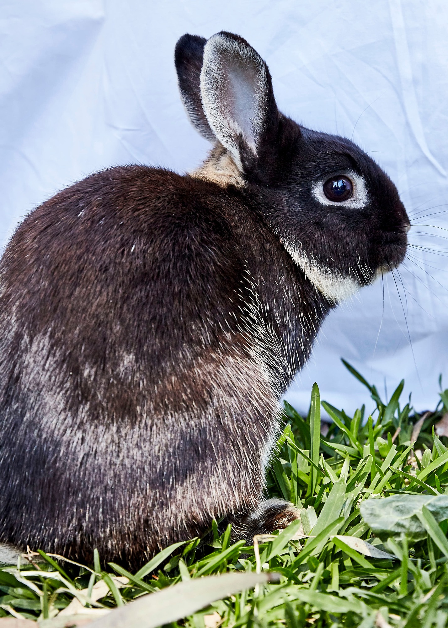 Wilden Male Rabbit in NSW PetRescue