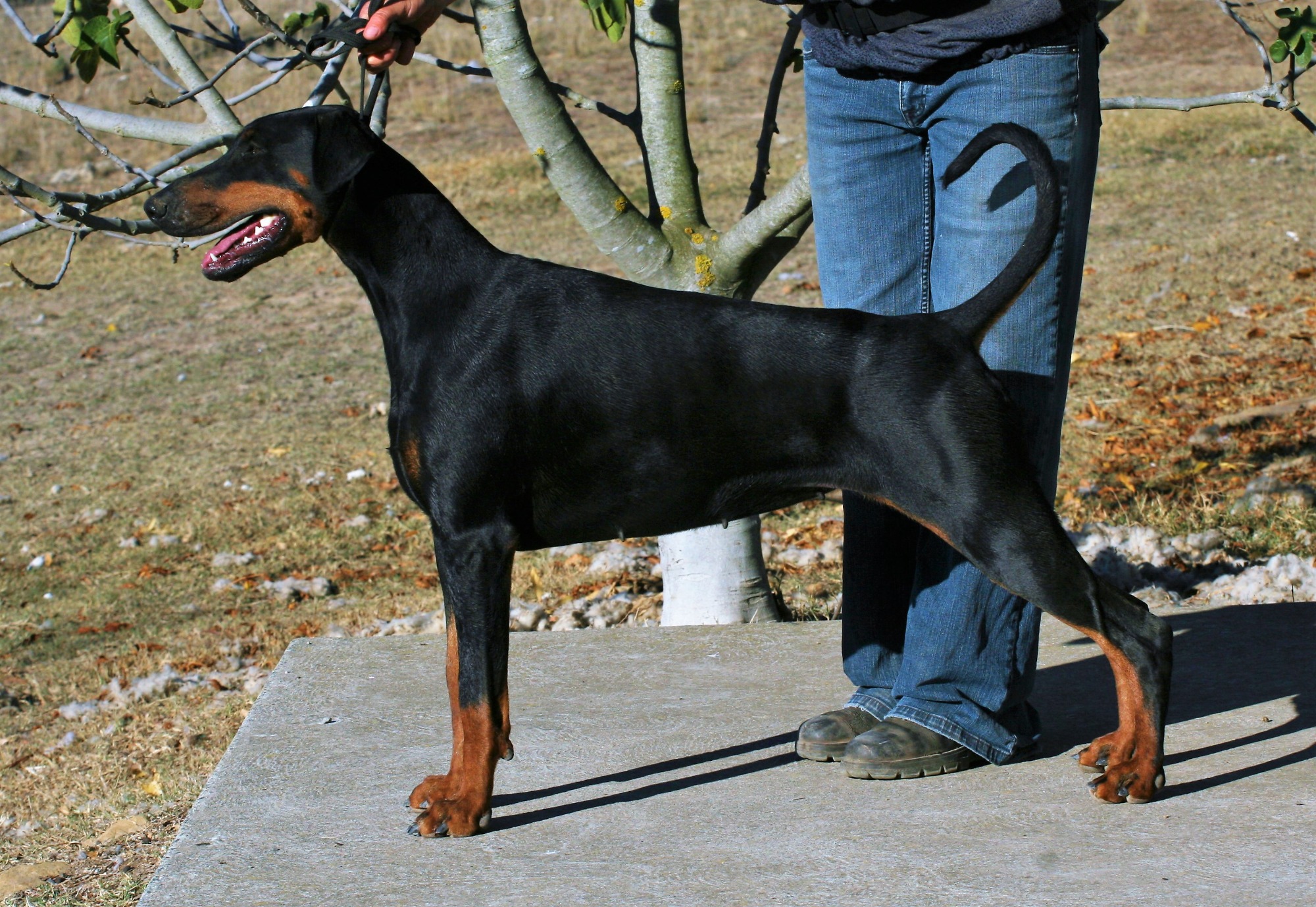 Dobermann 1905220514 Medium Female Doberman Dog in ACT PetRescue