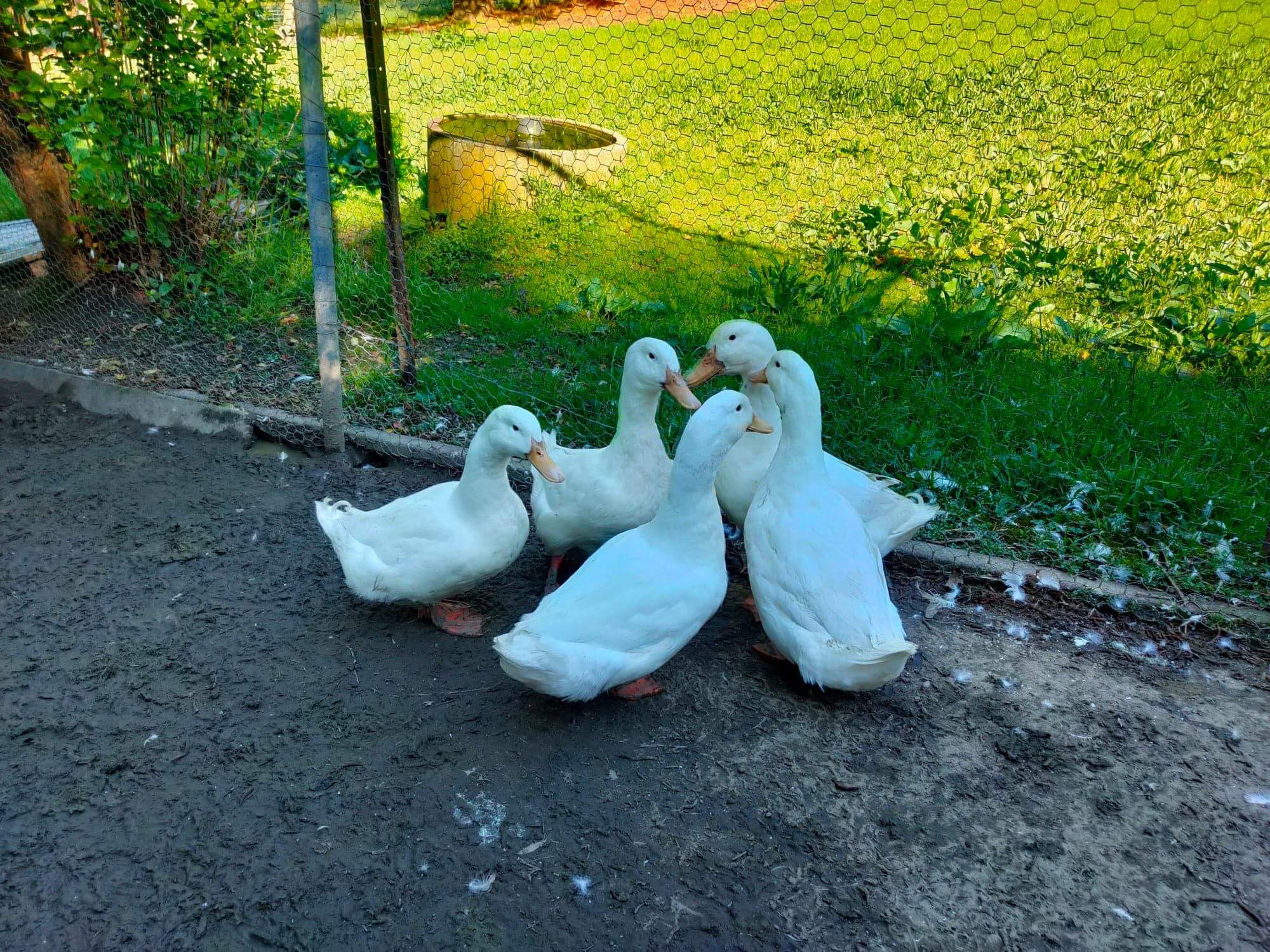 Ducks for adoption Female Duck in VIC PetRescue